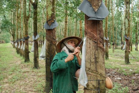 Các công ty cao su Tây Nguyên vượt khó thành công